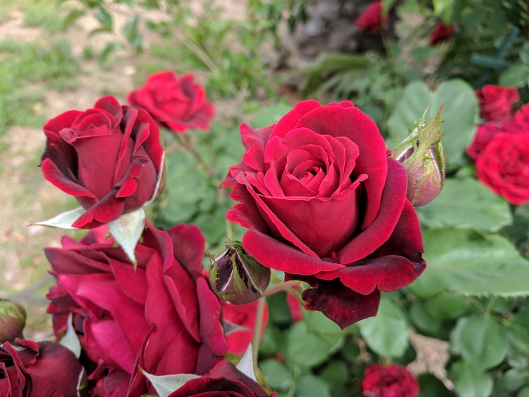 ROSA POLYANTHA NICCOLO' PAGANINI