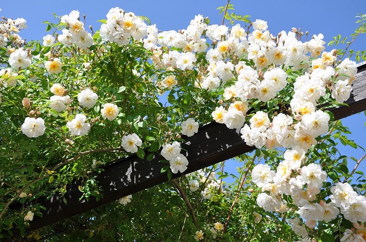ROSA RAMPICANTE RIFIORENTE
