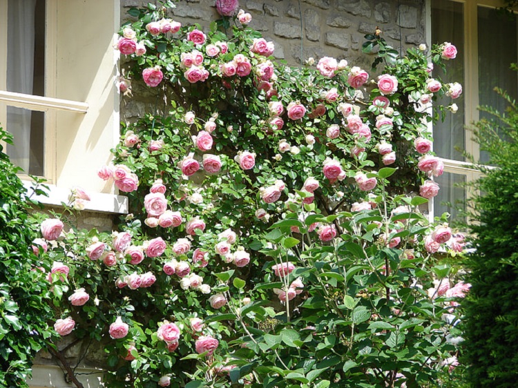 ROSA RAMPICANTE RIFIORENTE