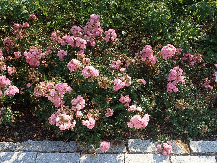 ROSA SATINA