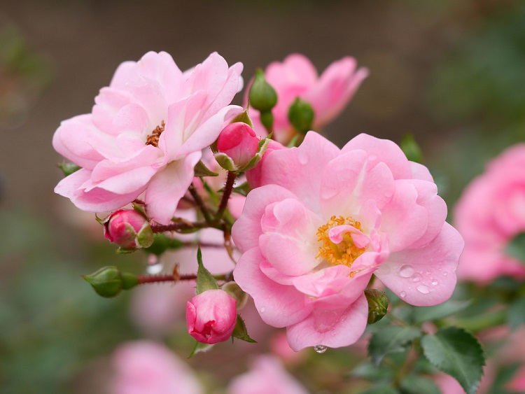 ROSA SATINA