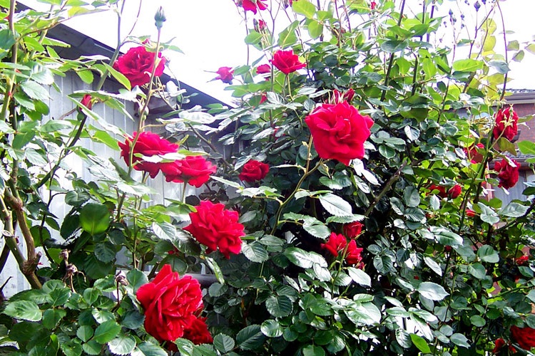 ROSA CESPUGLIO GRANDI FIORI