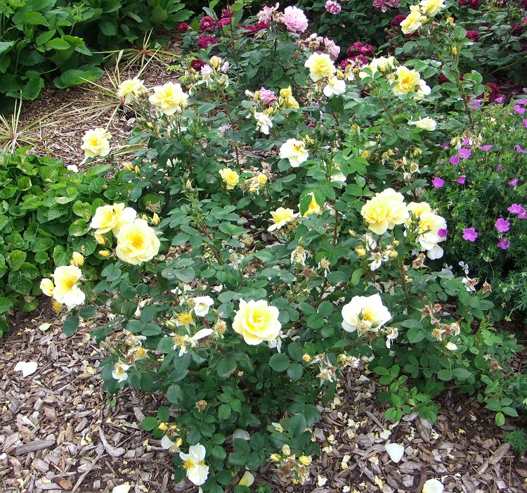 ROSA CESPUGLIO GRANDI FIORI