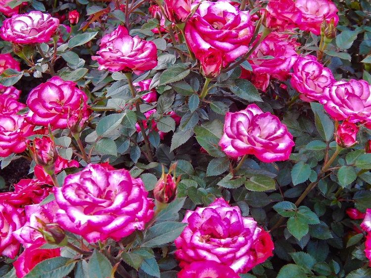 ROSA CESPUGLIO GRANDI FIORI