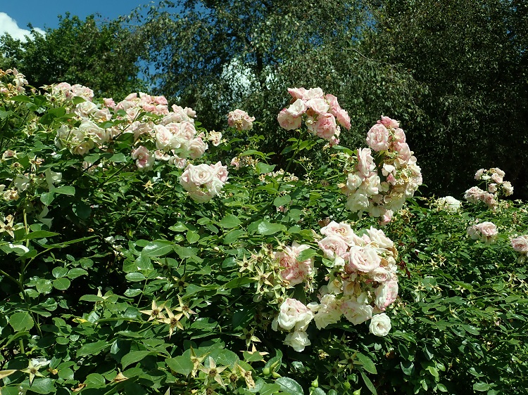 ROSA ASPIRIN
