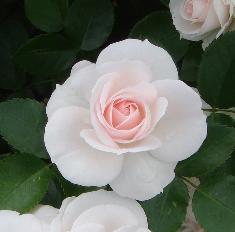 ROSA ASPIRIN