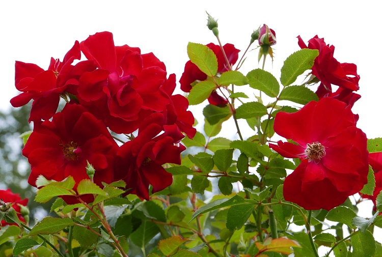 ROSA AUSTRIANA