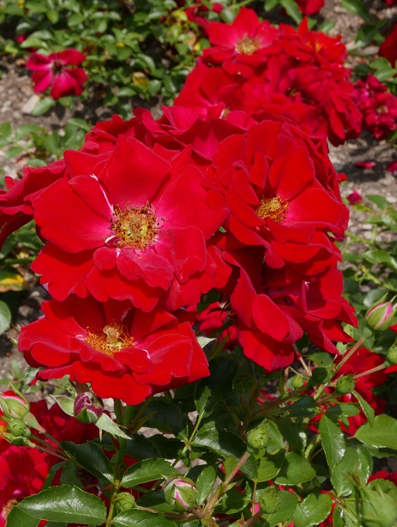 ROSA AUSTRIANA