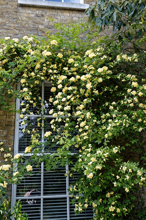 ROSA RAMPICANTE BANKSIAE LUTEA