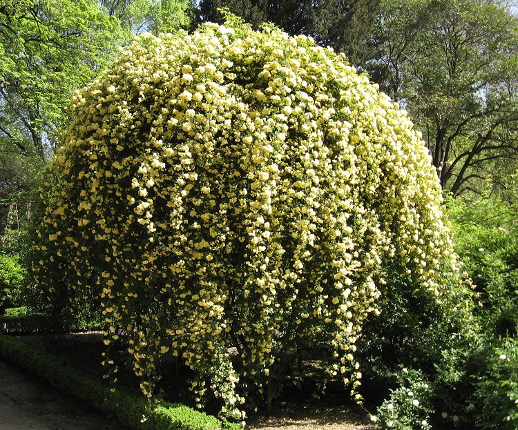 ROSA RAMPICANTE BANKSIAE LUTEA