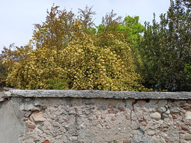 ROSA BANKSIAE LUTEA PLENA