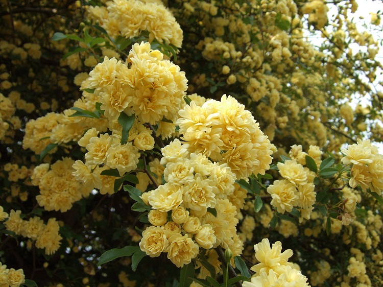 ROSA BANKSIAE LUTEA PLENA
