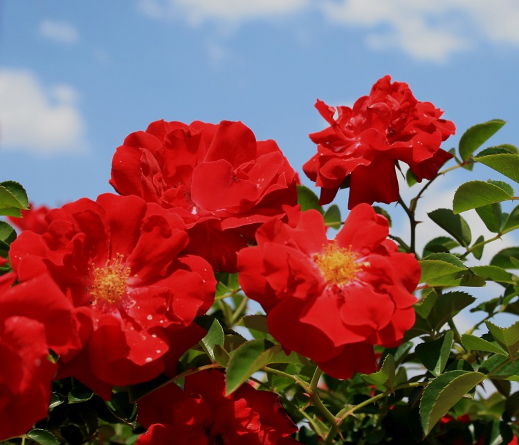 ROSA CARAMBA