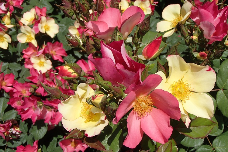 ROSA CHINENSIS MUTABILIS