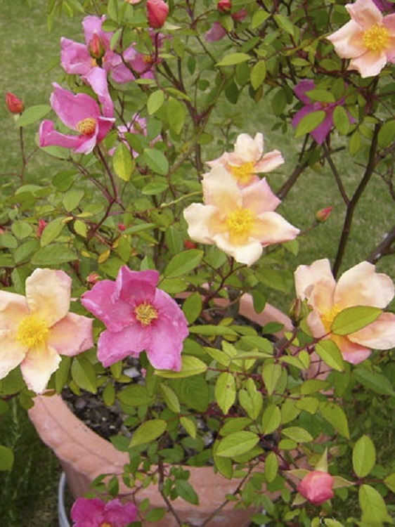 ROSA CHINENSIS MUTABILIS