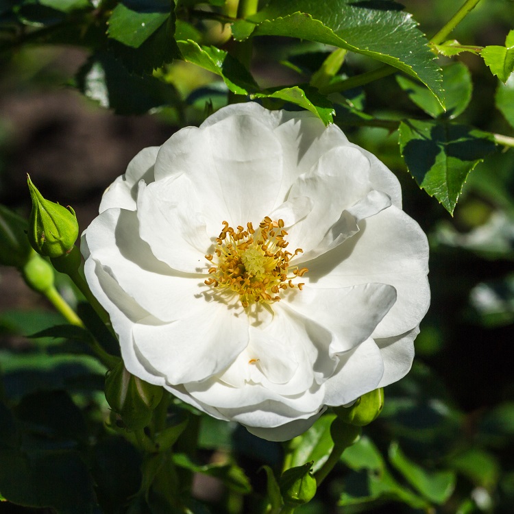 ROSA COPRISUOLO INNOCENCIA