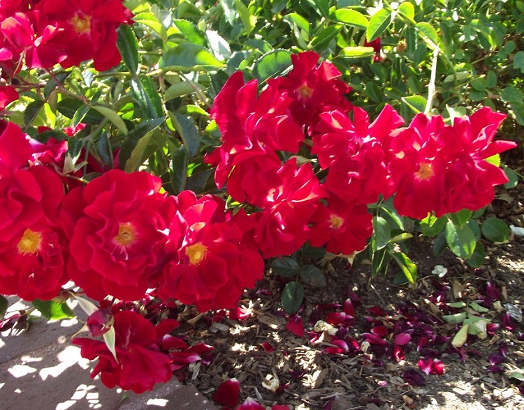 ROSA COPRISUOLO MAINAUFEUER