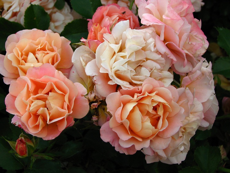 ROSA CUBANA