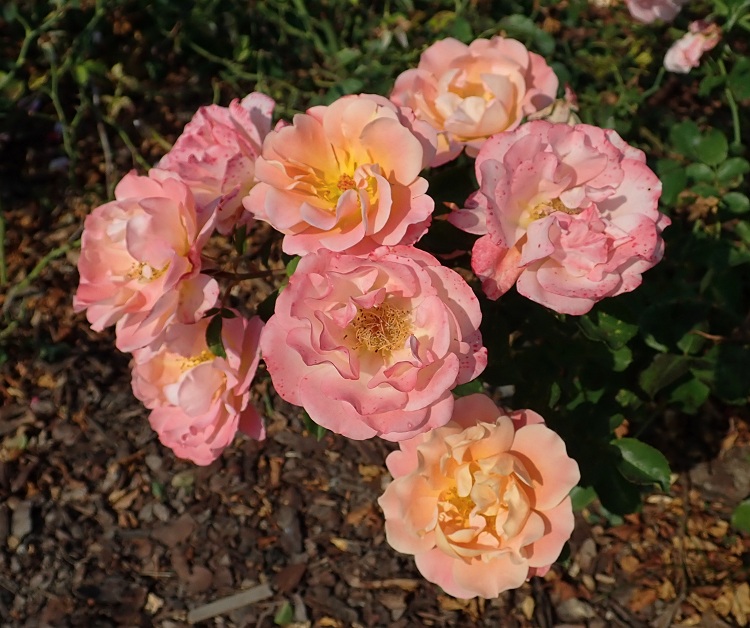 ROSA CUBANA