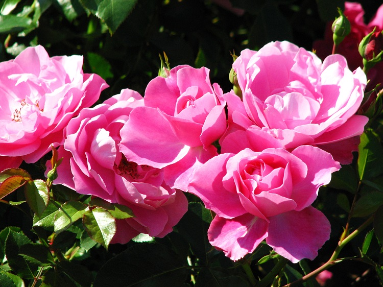 ROSA DEBORAH