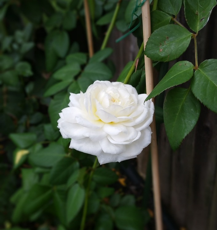 ROSA POLYANTHA BIANCANEVE