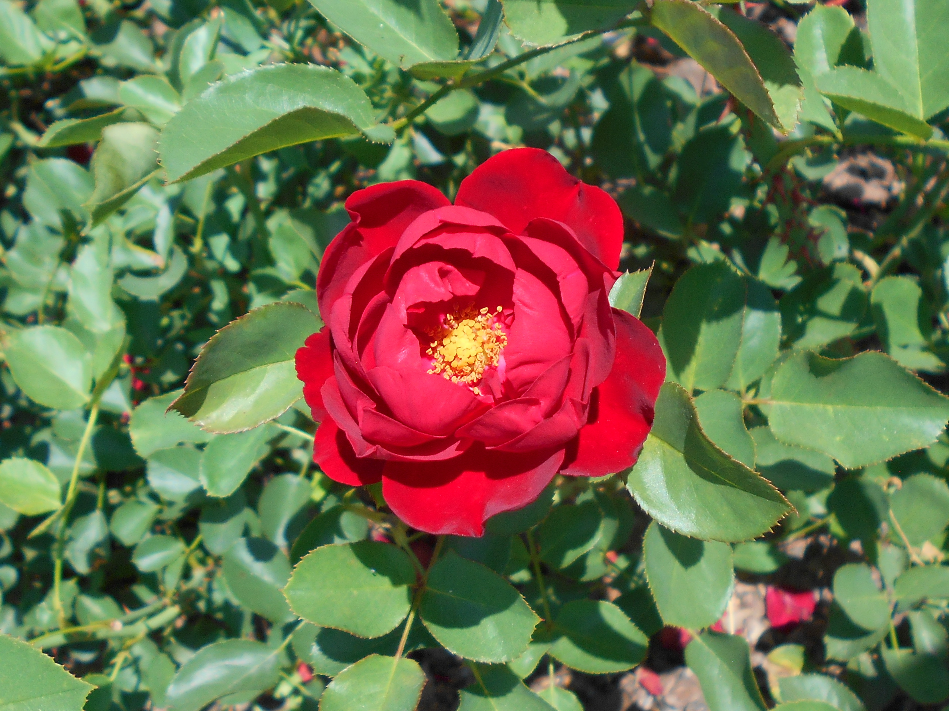 ROSA POLYANTHA LILLI MARLEN