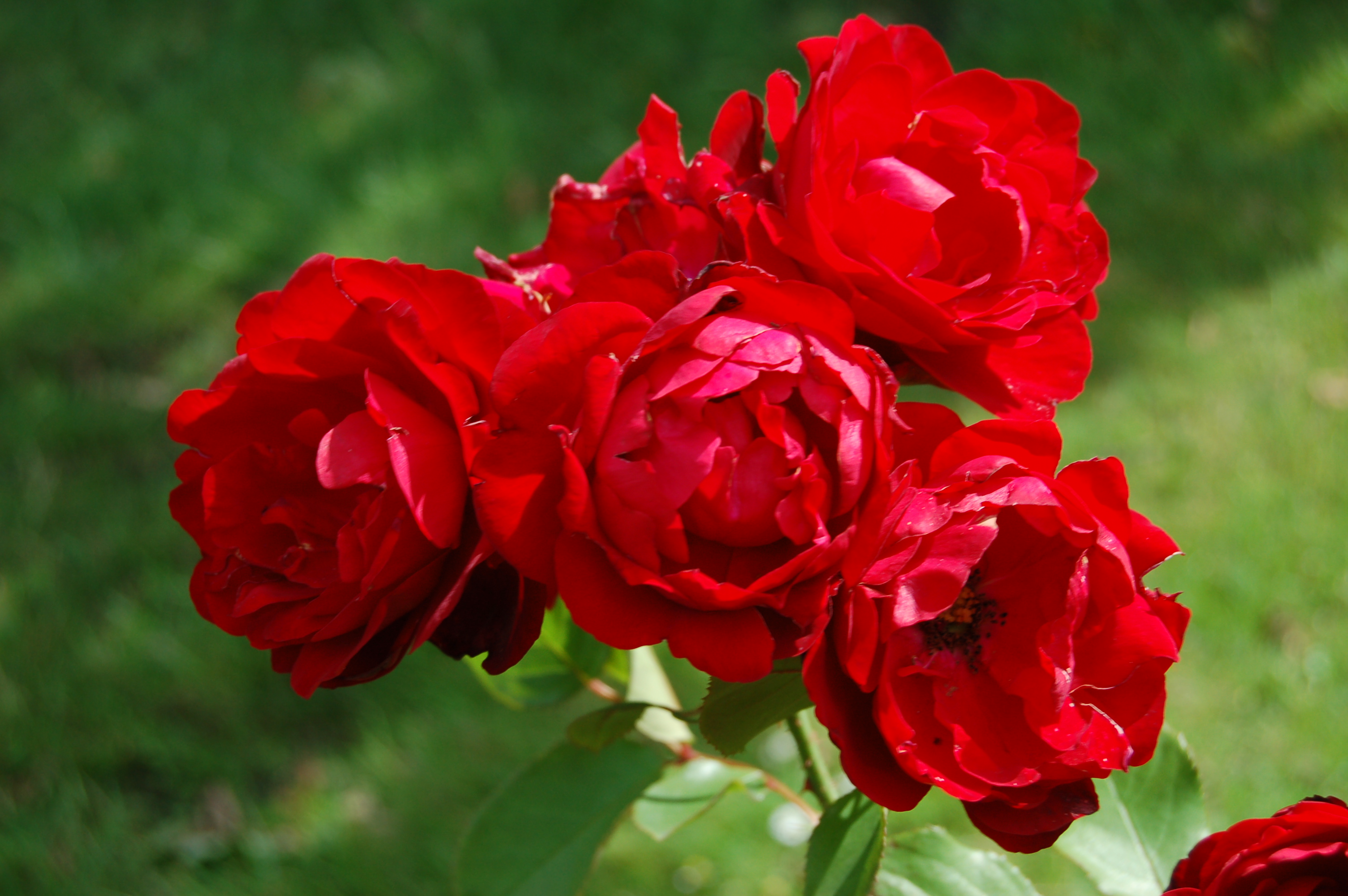 ROSA POLYANTHA LILLI MARLEN
