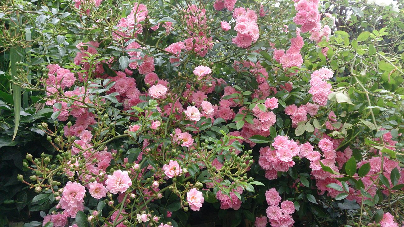 ROSA RAMPICANTE BANKSIAE ROSEA