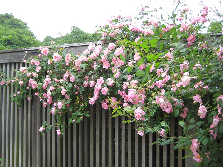 ROSA RAMPICANTE POLY. CLAIR MATIN