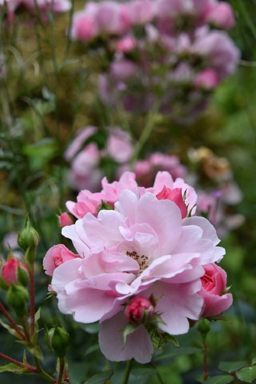 ROSA RAMPICANTE POLY. CLAIR MATIN