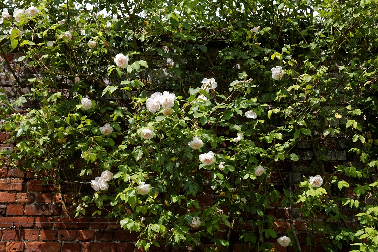 ROSA RAMPICANTE ANTICA G.F. MARIA LEONID