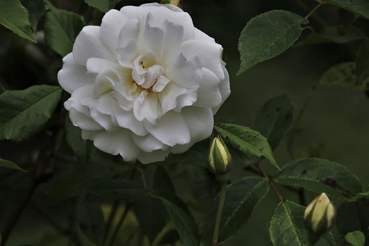 ROSA RAMPICANTE ANTICA G.F. MARIA LEONID