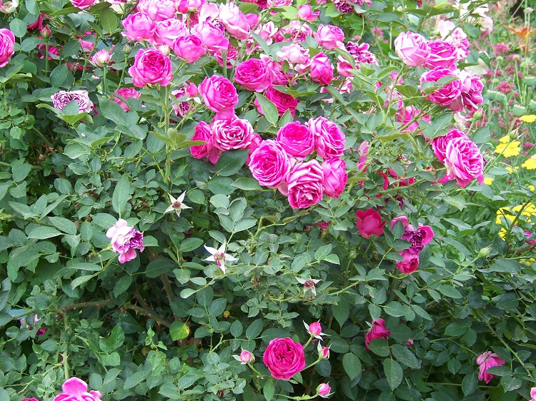 ROSA RAMPICANTE BARONNE DE ROTSCHILD