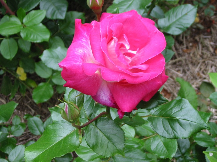 ROSA RAMPICANTE BARONNE DE ROTSCHILD