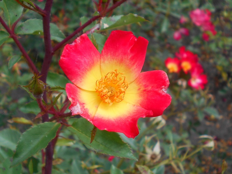 ROSA RAMPICANTE COCKTAIL