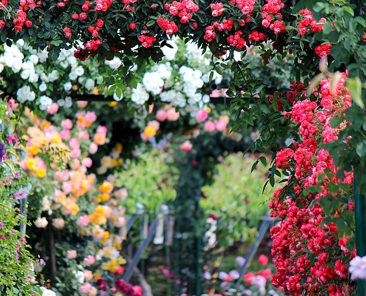 ROSA RAMPICANTE IN VARIETA'