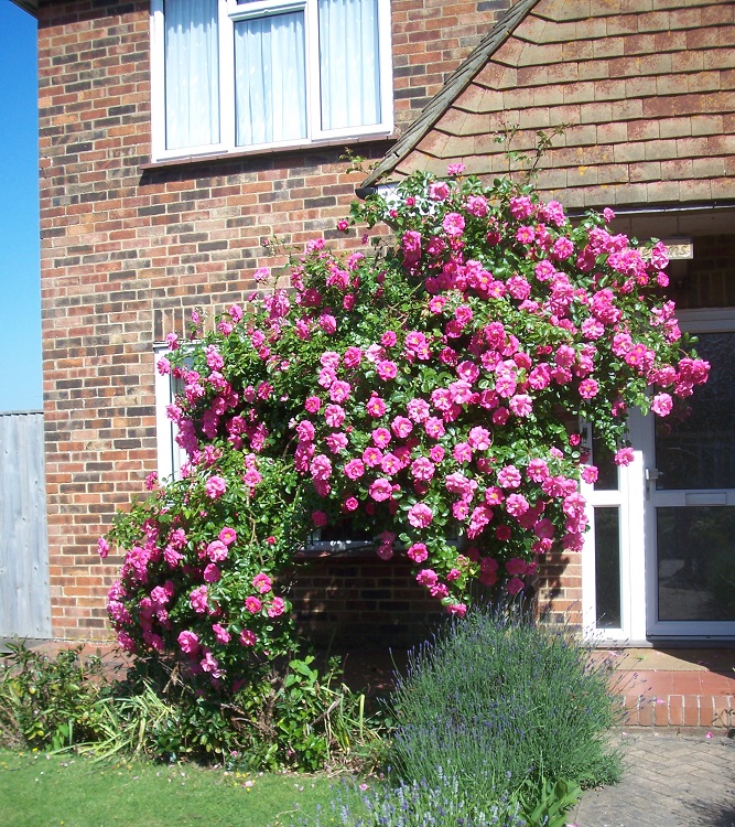 ROSA RAMPICANTE IN VARIETA'