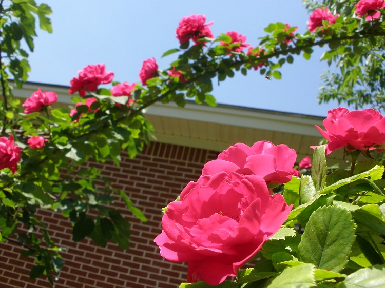 ROSA RAMPICANTE IN VARIETA'