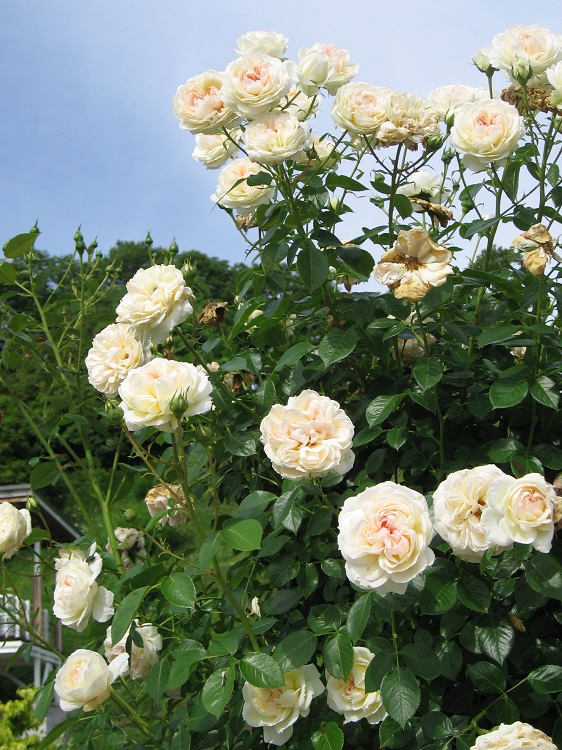 ROSA RAMPICANTE MON JARDIN ET MAISON