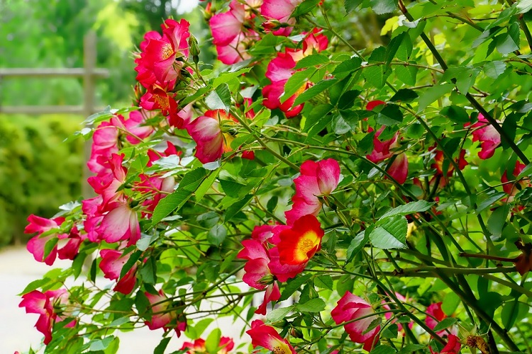 ROSA RAMPICANTE P.F. MEIMICK