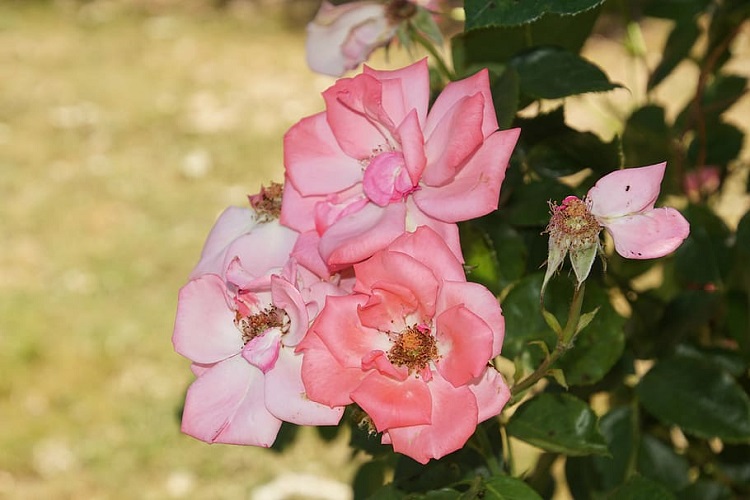 ROSA RAMPICANTE P.F. MEIMONT