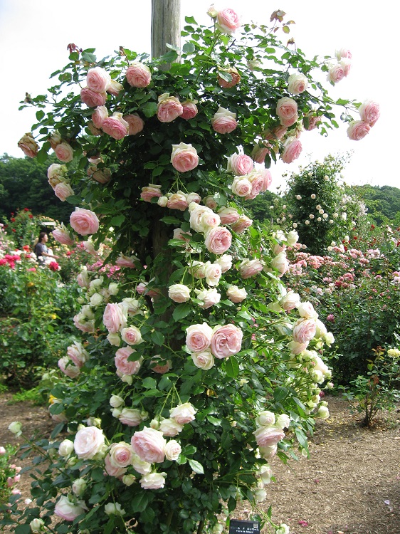 ROSA RAMPICANTE PIERRE DE RONSARD