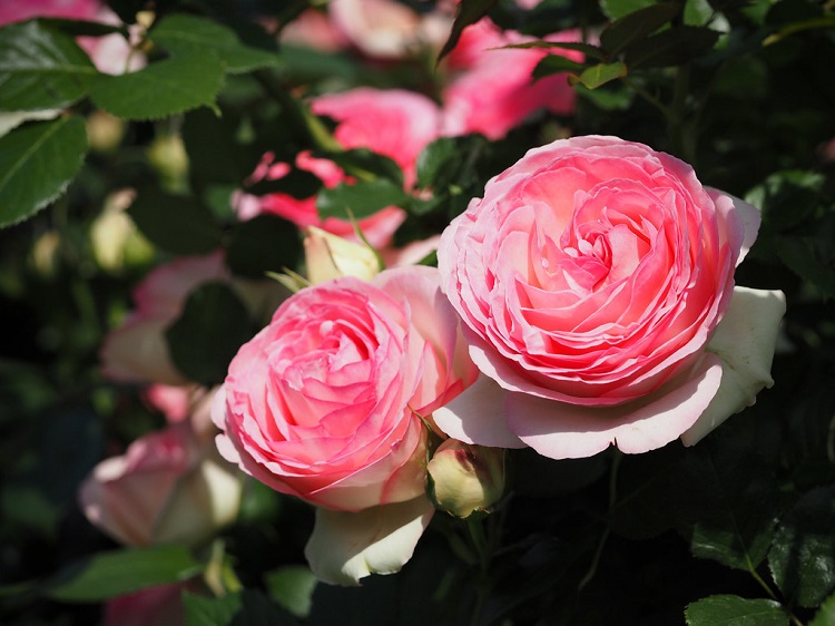 ROSA RAMPICANTE PIERRE DE RONSARD