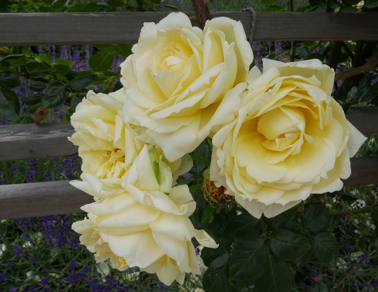 ROSA RAMPICANTE POLY. ELFE