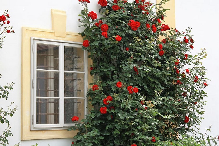 ROSA RAMPICANTE POLY. EXPLOIT