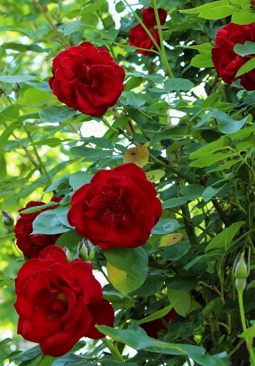 ROSA RAMPICANTE POLY. EXPLOIT