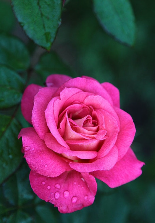 ROSA RAMPICANTE POLY. SHOGUN