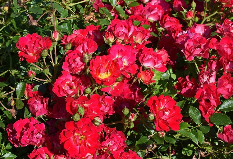 ROSA ROT FAIRY