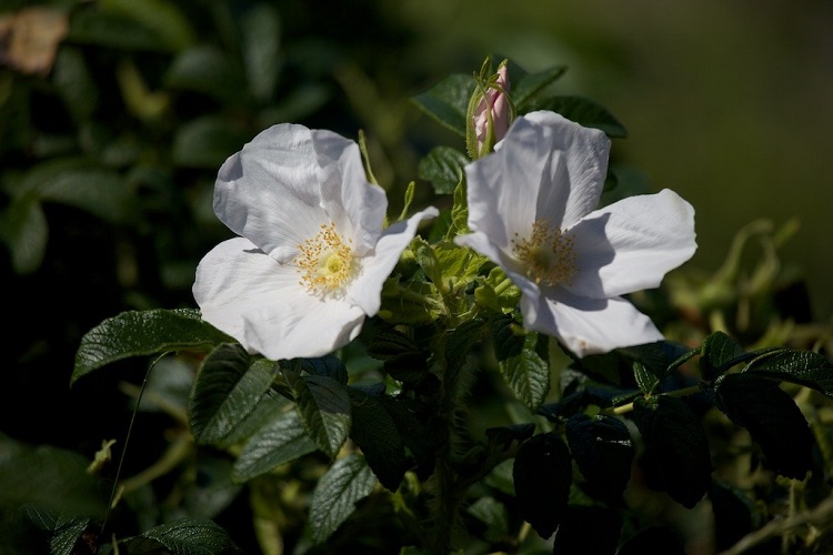 ROSA RUGOSA ALBA