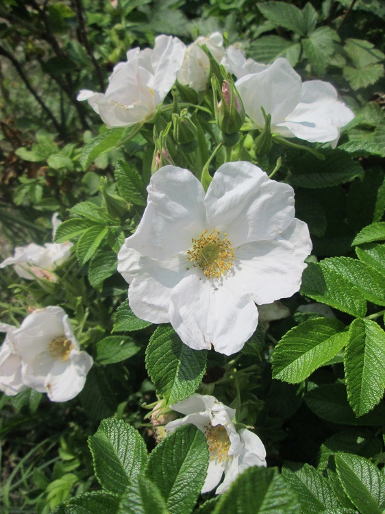 ROSA RUGOSA ALBA